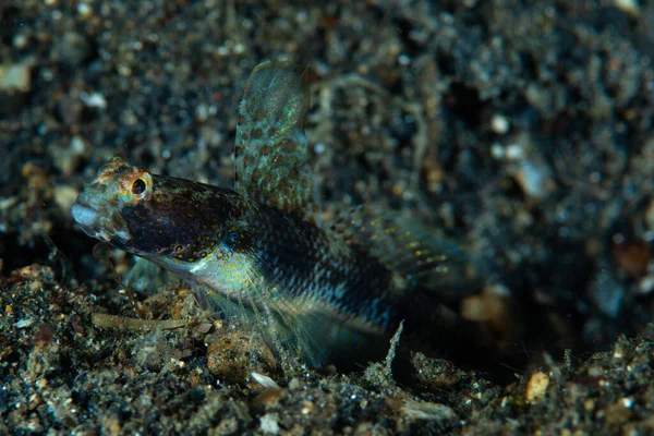 Fan Shrimpgoby Tomiyamichthys latruncularius