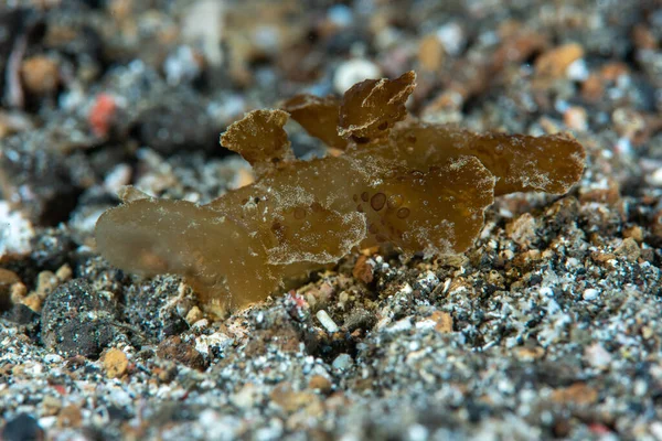 Yeşil Melibe Melibe viridis