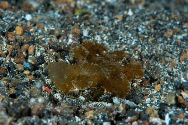 Yeşil Melibe Melibe viridis