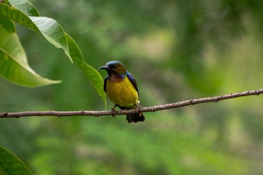 Brown gerdanlı Sunbird Anthreptes malacensis