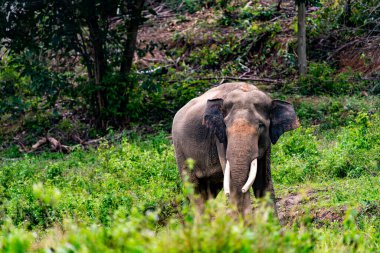 Hint fili fili maksimum ssp. gösterge