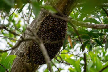 Dev Bal Arısı Apis dorsata