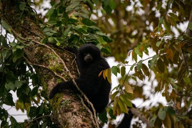 Siamang Symphalangus syndactylus, Kuzey Sumatra