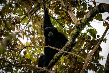 Siamang Symphalangus syndactylus, Kuzey Sumatra