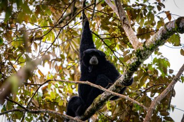 Siamang Symphalangus syndactylus, Kuzey Sumatra