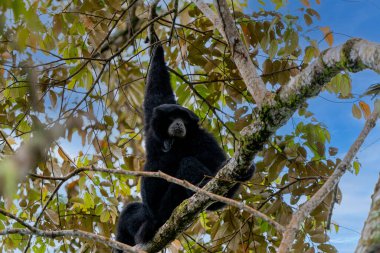 Siamang Symphalangus syndactylus, Kuzey Sumatra