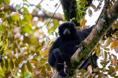 Siamang Symphalangus syndactylus, Kuzey Sumatra