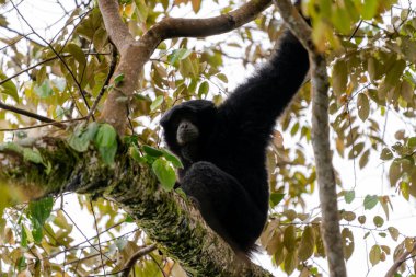 Siamang Symphalangus syndactylus, Kuzey Sumatra