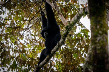 Siamang Symphalangus syndactylus, Kuzey Sumatra