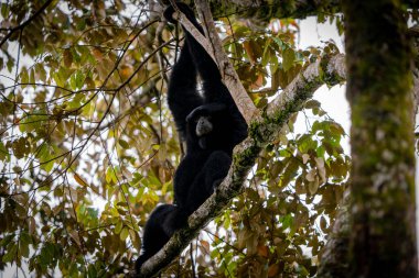 Siamang Symphalangus syndactylus, Kuzey Sumatra
