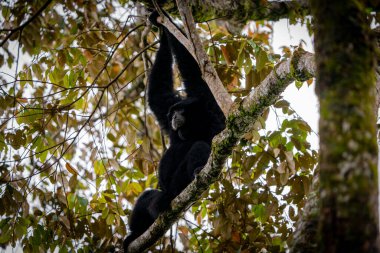 Siamang Symphalangus syndactylus, Kuzey Sumatra