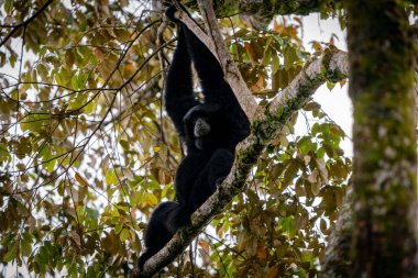 Siamang Symphalangus syndactylus, Kuzey Sumatra