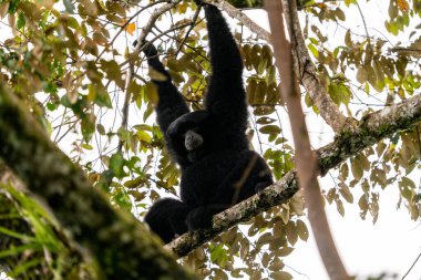 Siamang Symphalangus syndactylus, Kuzey Sumatra