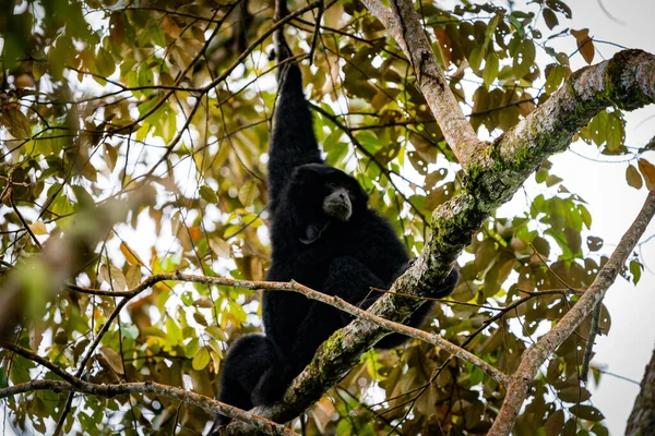 Siamang Symphalangus syndactylus, Kuzey Sumatra