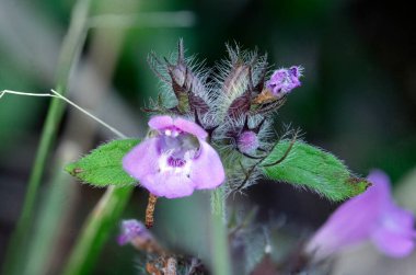 Vahşi Basil 'in (Clinopodium vulgare) büyüleyici görüntüsüyle evcilleştirilmemiş güzelliğin özünü yakalayın. Güneşli bir çayırda sallanan narin mor çiçekler doğanın zarafetini gözler önüne seriyor.. 