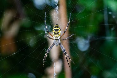 Eşekarısı Örümceği (Argiope bruennichi), bu çarpıcı fotoğrafta gösterilen doğanın bir mucizesidir. Ben...