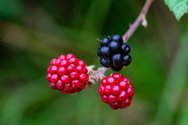 Elmleaf Blackberry 'nin (Rubus ulmifolius) bu büyüleyici yakın çekimi ile doğanın enfes güzelliğini yakalayın. Canlı kırmızı ve siyah renkli böğürtlenler, yemyeşil yaprakların arasına yerleşmiş, renkli ve dokudan oluşan görsel bir senfoni oluşturur..