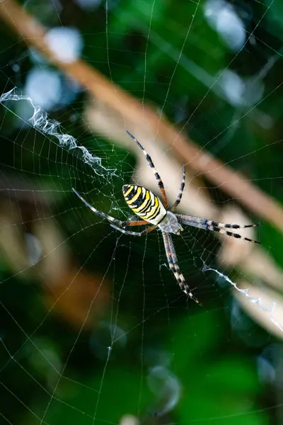 这张令人叹为观止的照片中 精雕细琢地拍摄的 黄蜂蜘蛛 Argiope Bruennichi 是大自然的奇迹 — 图库照片