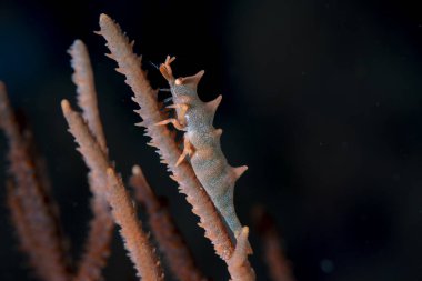 Ejderha Karidesi Miropandalus hardingi