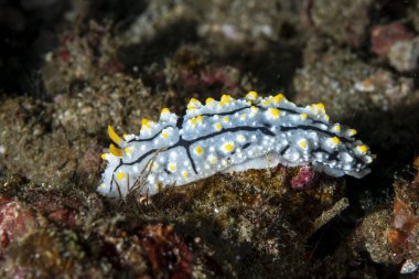 Çıplaklık, Phyllidia elegans, Anilao Filipinleri