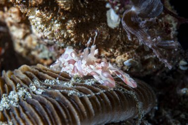 Palyaço Karides Hymenocera zarifleri