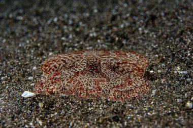 Coeloplana meteoru, Anilao Filipinleri