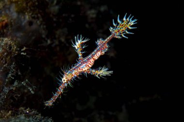 Süslü Hayalet Boru Balığı Solenostomus paradoksu