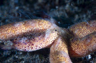 Sürünen Tarak Jölesi Coeloplana astericola