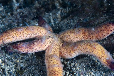 Sürünen Tarak Jölesi Coeloplana astericola