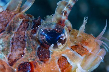 Yumuşak bir mercanda porselen yengeç