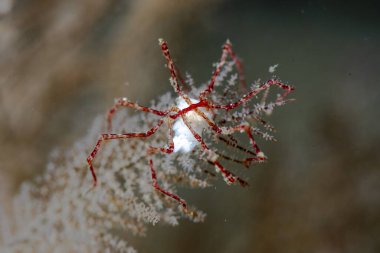 Pycnogonid yumurta taşıyor, Anilao Filipinleri