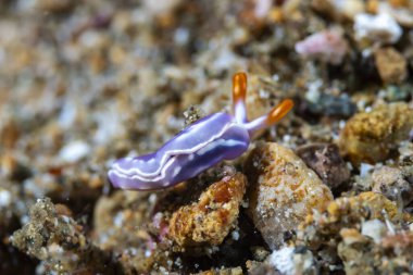 Beyaz tümsek emici Sümüklüböcek Thuridilla albopustulosa