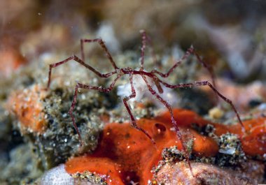 Pycnogonid yumurta taşıyor, Anilao Filipinleri