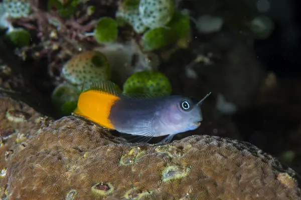 Namiye 'nin Savaş Dişi Blenny Ecsenius namiyei