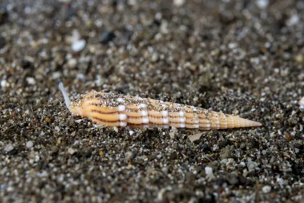 stock image Myurellopsis undulata, Anilao Philippines