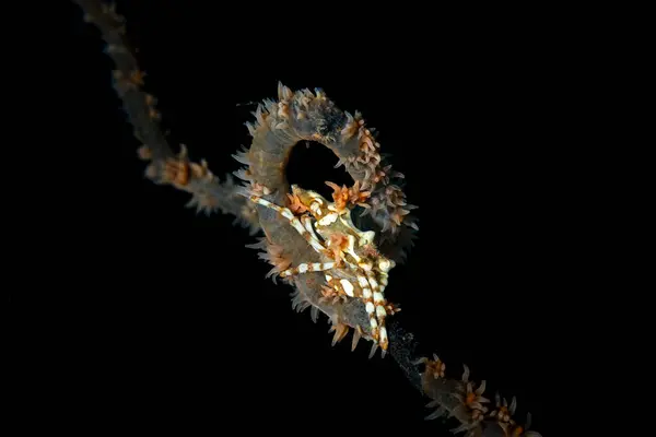 Whip Coral Crab Xenocarcinus Tuberculatus — Stock Photo, Image