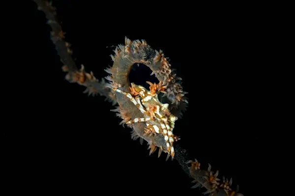 Whip Coral Crab Xenocarcinus Tuberculatus — Stock Photo, Image