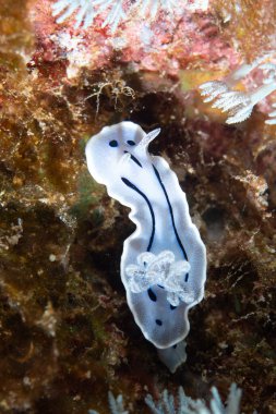 Willan 'ın Chromodoris Chromodoris willani' si.