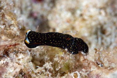 Phyllodesmium jakobsenae, Romblon Filipinleri