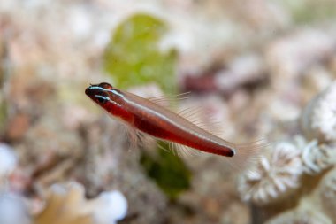 Goby Cinsi Eviota, Romblon Filipinleri