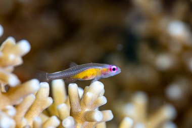 Mor gözlü Goby Bryaninops yerlileri