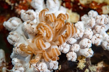 Phyllodesmium jakobsenae, Romblon Filipinleri