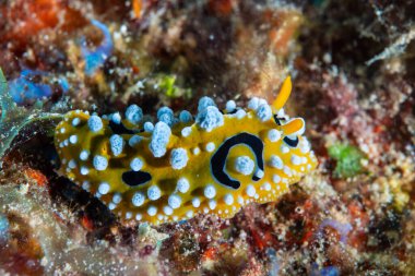 Ocellate Phyllidia Phyllidia ocellata