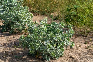 The Sea Holly, with its spiky blue-green foliage and thistle-like flowers, thrives in coastal areas. It stabilizes sandy soils, prevents erosion, and supports biodiversity by providing nectar for pollinators. clipart