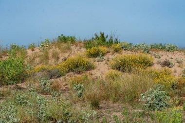 A tranquil beach sand dune with lush vegetation showcases nature's beauty and resilience. The plants stabilize the dunes, prevent erosion, and create a unique habitat, supporting biodiversity and protecting inland areas from coastal erosion. clipart