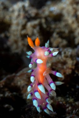 Arzu edilen Flabellina Coryphellina exoptata