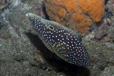Kuyruklu yıldız Balığı (Calloplesiops altivelis)