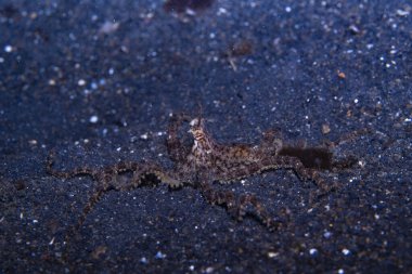 Ahtapot Thaumoctopus mimicus 'u taklit et