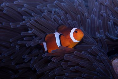 Batı Amphiprion Oktellaris