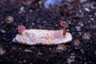 Kıymetli çıplak dal Goniobranchus preciosus